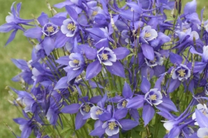 Aquilegia 'Kirigami Deep Blue and White' 